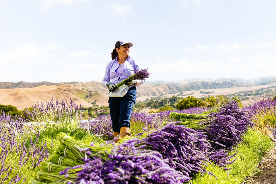 lavender
