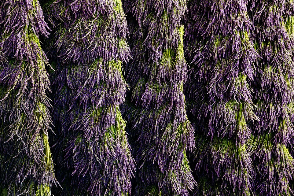lavender